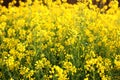 Background of wildflowers at sunset in summer. Farm crop field. Agriculture, vegetation, countryside, village. Rapeseed field. Bri Royalty Free Stock Photo