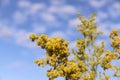 Background of wildflowers. Yellow solidago inflorescence against a blue sky with white clouds. Royalty Free Stock Photo