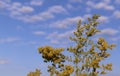 Background of wildflowers. Yellow solidago inflorescence against a blue sky with white clouds. Royalty Free Stock Photo