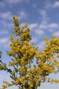 Background of wildflowers. Yellow solidago inflorescence against the blue sky with white clouds. Royalty Free Stock Photo