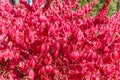 Background of winged euonymus branches with bright red autumn leaves Royalty Free Stock Photo