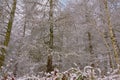 Winter forest detail with fir tree trunks and branches and shrubs covered in snow Royalty Free Stock Photo
