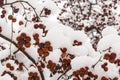 Background winter landscape red berries