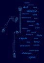 Background with wireframe half of a human skeleton, divided into bones. The words of the names of bones. 3D. Vector