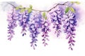 Background wisteria gardening violet plant flowers blossom purple blue blooming tree nature spring background Royalty Free Stock Photo