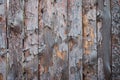 Background of wooden boards with a bough Royalty Free Stock Photo