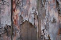 Background of wooden boards with a bough Royalty Free Stock Photo