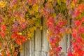 background from a wooden gray fence with bright colorful grapes with autumn burgundy, red, orange leaves