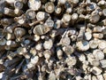 background.  woodpile with wood in the sun Royalty Free Stock Photo