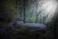 Background Woods, Forest, Rock Ledge