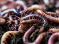 background of worms extremely closeup.
