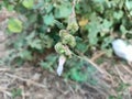 Background on Xanthium Sibiricum Wild Plant Medicine, a traditional Chinese medicine green material