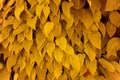 Background of yellow autumn leaves. Many golden leaves, concept of fall