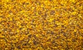 Background of yellow bee pollen Royalty Free Stock Photo