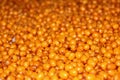 Background of yellow berrie. sSea buckthorn background