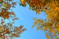 Background. Yellow birch and maple leaves against the bright blue sky. Autumn mood. Royalty Free Stock Photo