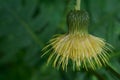 Background with yellow blooming thistle, Cirsium erisithales