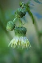 Background with blooming thistle, Cirsium erisithales