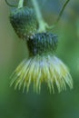 Background with blooming thistle, Cirsium erisithales