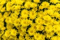 still life with yellow Chrysanthemum flower bunch. Background Royalty Free Stock Photo