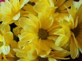 Background of yellow chrysanthemum flowers. Macro photo. Royalty Free Stock Photo