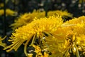 Background of yellow chrysanthemums close-up in bright sunlight. Autumn flowers in the garden Royalty Free Stock Photo