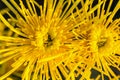 Background of yellow chrysanthemums close-up in bright sunlight. Autumn flowers in the garden Royalty Free Stock Photo