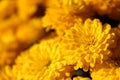 Background of yellow chrysanthemums closeup in bright sunlight. Royalty Free Stock Photo