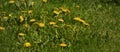 Background of yellow dandelion in the field Royalty Free Stock Photo