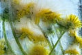 Background of yellow dandelion flower with green leaves frozen in ice Royalty Free Stock Photo