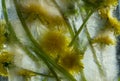 Background of yellow dandelion flower with green leaves frozen in ice Royalty Free Stock Photo