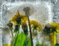 Background of yellow dandelion flower with green leaves frozen in ice Royalty Free Stock Photo