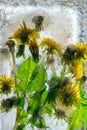 Background of yellow dandelion flower with green leaves frozen in ice Royalty Free Stock Photo