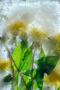 Background of yellow dandelion flower with green leaves frozen in ice Royalty Free Stock Photo