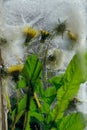 Background of yellow dandelion flower with green leaves frozen in ice Royalty Free Stock Photo