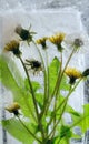 Background of yellow dandelion flower with green leaves frozen in ice Royalty Free Stock Photo