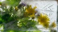 Background of yellow dandelion flower with green leaves frozen in ice Royalty Free Stock Photo