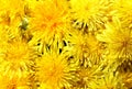 Background yellow dandelion flowers Royalty Free Stock Photo