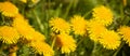 Background of yellow dandelion in the green field Royalty Free Stock Photo