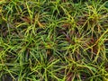 The background of yellow and dark green leaves. Tropical leaf texture in garden, abstract nature green background Royalty Free Stock Photo