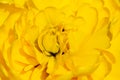 Background from yellow decorative tulip