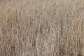 Background of yellow dry grass