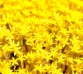 Background yellow flower moss Royalty Free Stock Photo