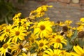 Background of yellow flowers