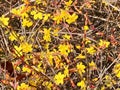 Background of yellow flowers Forsythia. Royalty Free Stock Photo