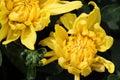 Background of yellow garden mums in bloom Royalty Free Stock Photo