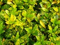 Background of Yellow Green Croton Plant