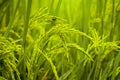 Background, yellow-green rice fields Royalty Free Stock Photo