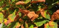 Panorama of green, yellow chestnut leaves