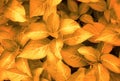Background. Yellow leaf.